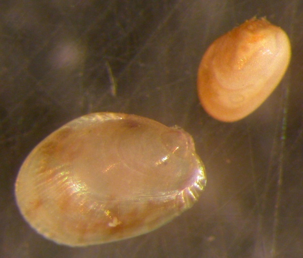 Musculus o Modiolarca?